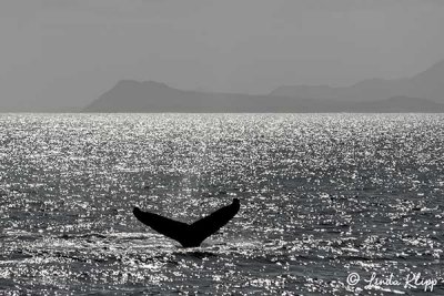 Humpback Whale Fluke  14
