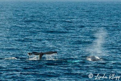 Humpback Whale Fluke  13