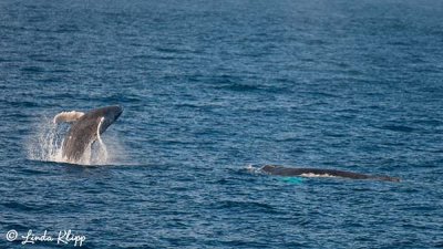 Breeching Humpback Whale  12