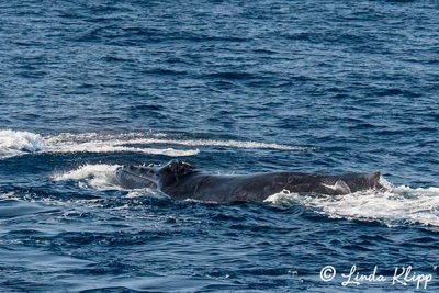 Humpback Whale  11