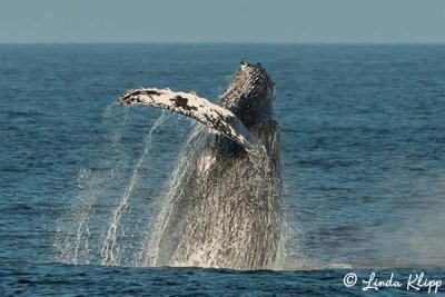 Breeching Humpback Whale  10