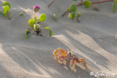 Ghost Crab, Isla Magdalena   4