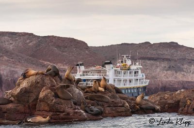 California Sea Lions, Los Islotes 9