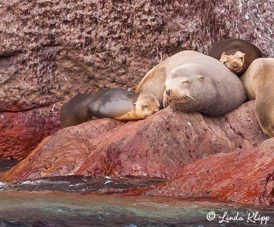 California Sea Lions, Los Islotes 8