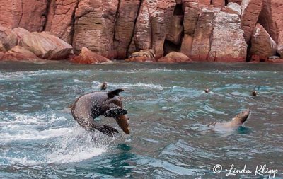 California Sea Lions, Los Islotes  10