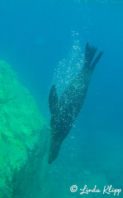 California Sea Lions, Los Islotes  15