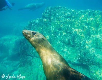 California Sea Lions, Los Islotes  16