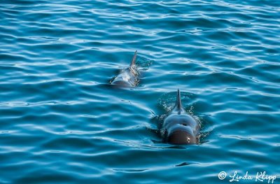 Pilot Whales,  San Marco  4