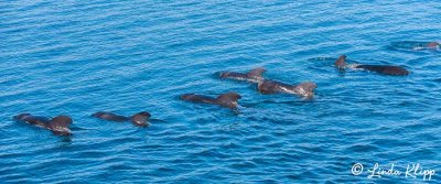 Pilot Whales,  San Marco  4