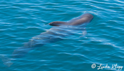 Pilot Whale,  San Marco  2