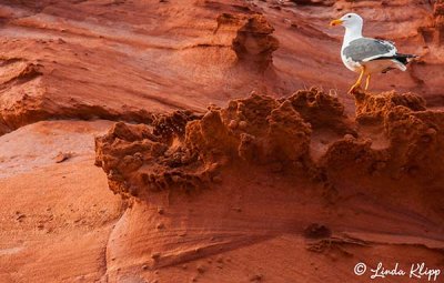 Yellow Footed Gull, Puerto Gatos  1