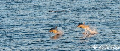 Long Beaked Common Dolpins  21