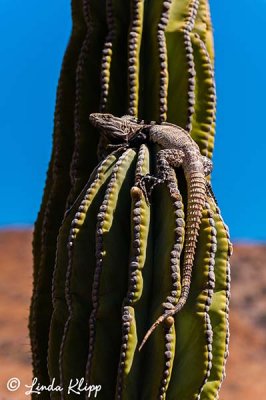 Spiny Tailed Iguana, San Esteban  5