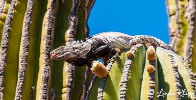 Spiny Tailed Iguana, San Esteban  4