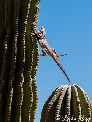Spiny Tailed Iguana, San Esteban  3