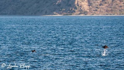 Mobula Rays, San Jose Channel  3