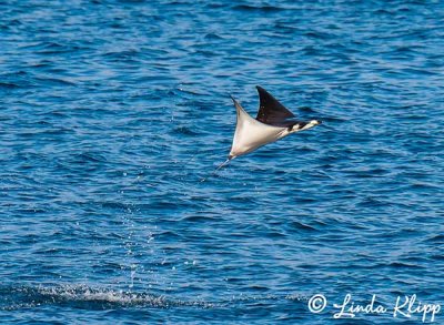 Mobula Ray, San Jose Channel  1