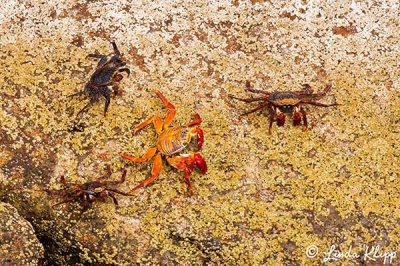 Sally Light Foot Crab, San Pedro Martir   2