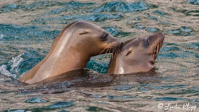 California Sea Lions, San Pedro Martir  6