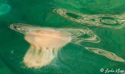 Lion's Mane Jellyfish, San Pedro Martir  1