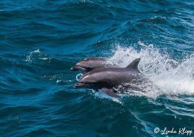 Bottlenose Dolphins, San Pedro Martir 21