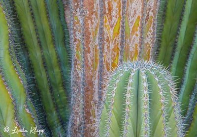 Cactus, Santa Catalina Island  1