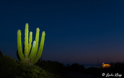 Cactus, Santa Catalina Island  3