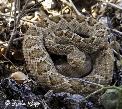 Rattleless Rattle Snake, Santa Catalina  3