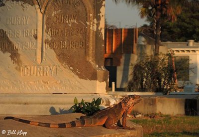Iguana, Key West Cemetery