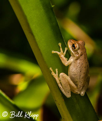 Tree Frog  1
