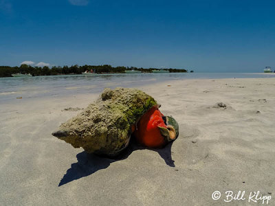 Horse Conch eating a Lightning Whelk  1