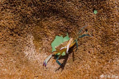 Baby Blue Crab  2