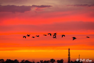 Canada Geese Sunset  38