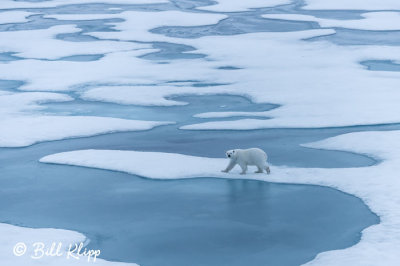 Polar Bear on the Ice,  Peel Sound  1