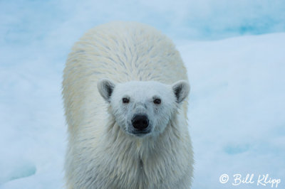Polar Bear, Baffin Island  1