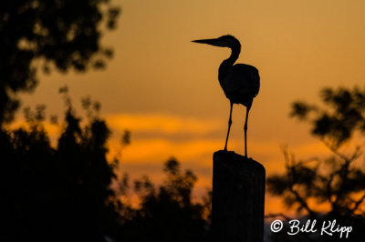 Great Blue Heron Sunset  22