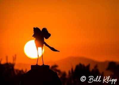 Great Blue Heron Sunset 1