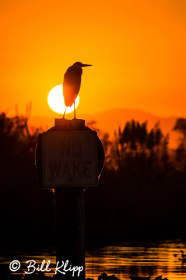 Great Blue Heron Sunset  24
