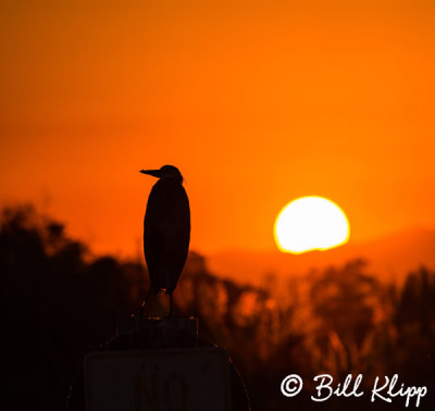 Great Blue Heron Sunset  25