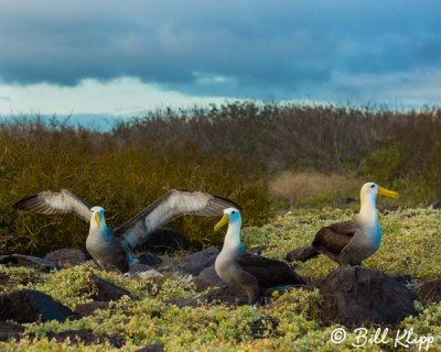 Waved Albatross,  Isla Espanola  2