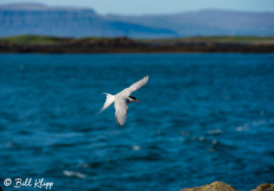 Arctic Tern, Flatey Island