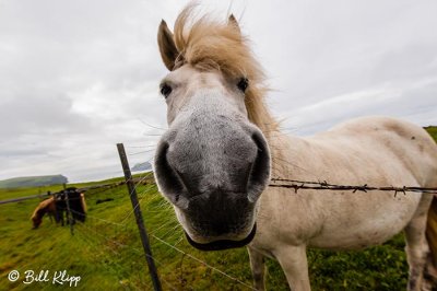 Icelandic Horse, Westman Islands  1