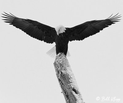 Bald Eagle   16 B&W