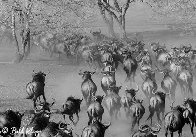 WildeBeest Stampede, Serengeti 2