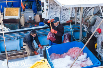 Whale Hunting Boat, Ilulissat  2