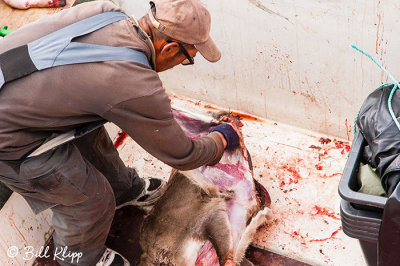 Reindeer Hunter, Nuuk  2