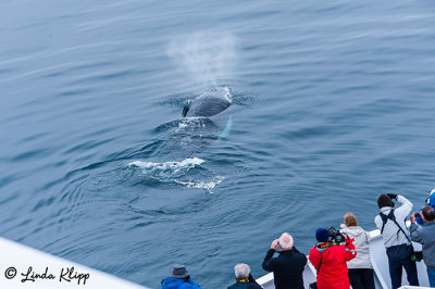 Humpback Whale, Sisimuit  2