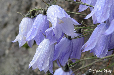 Bell Flower, (Campanula) Greenland  1