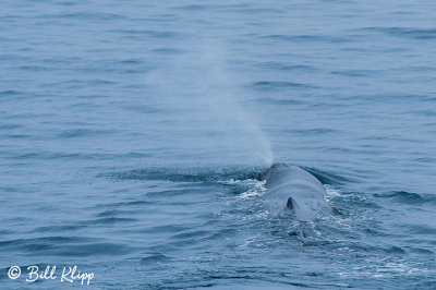 Sperm Whale, Western Greenland  1 