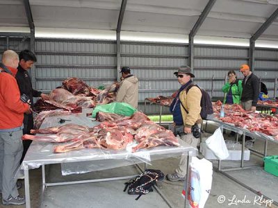 Meat Market (reindeer), Nuuk Greenland  1